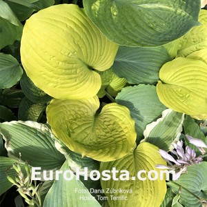 Hosta Tom Terrific 