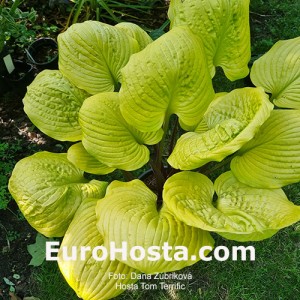 Hosta Tom Terrific