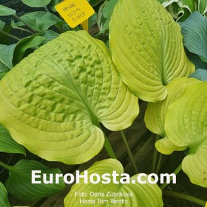 Hosta Tom Terrific