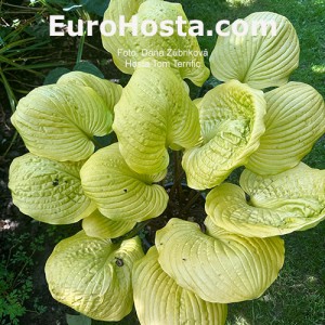 Hosta Tom Terrific