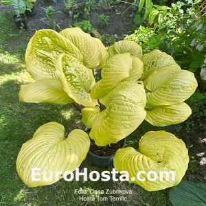 Hosta Tom Terrific