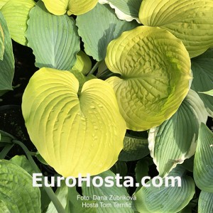 Hosta Tom Terrific 