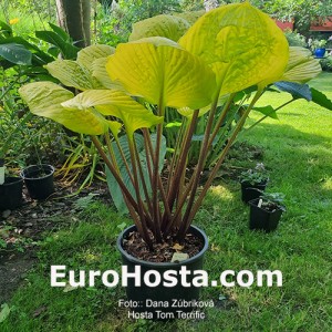 Hosta Tom Terrific