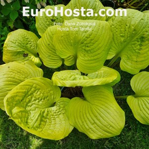 Hosta Tom Terrific 