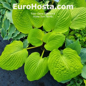 Hosta Tom Terrific 