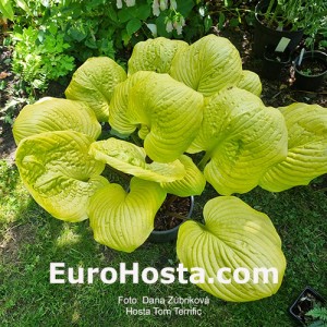 Hosta Tom Terrific