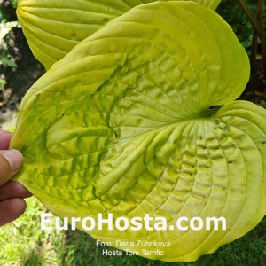 Hosta Tom Terrific