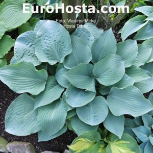 Hosta Topaz