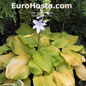 Hosta Tortilla Chip