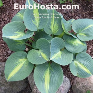 Hosta Touch of Class - Eurohosta