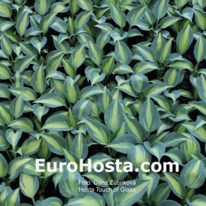 Hosta Touch of Class - Eurohosta