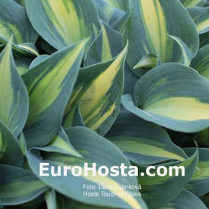 Hosta Touch of Class - Eurohosta