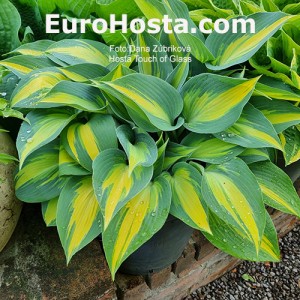 Hosta Touch of Class