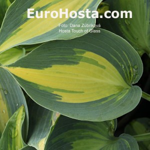 Hosta Touch of Class - Eurohosta