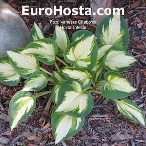 Hosta Trifecta - Eurohosta