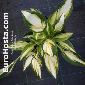 Hosta Trifecta - Eurohosta