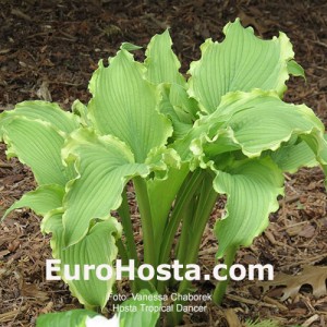 Hosta Tropical Dancer - Eurohosta