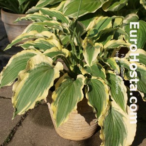 Hosta Tropical Dancer - Eurohosta