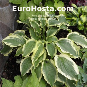 Hosta Tropical Dancer - Eurohosta