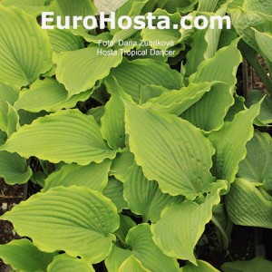 Hosta Tropical Dancer