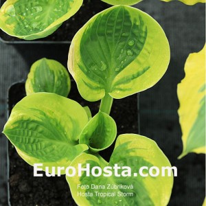 Hosta Tropical Storm - Eurohosta