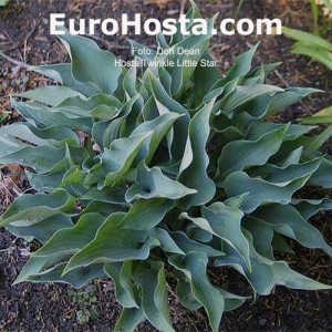 Hosta Twinkle Little Star