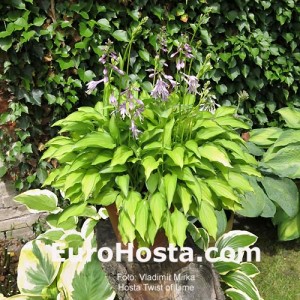 Hosta Twist of Lime