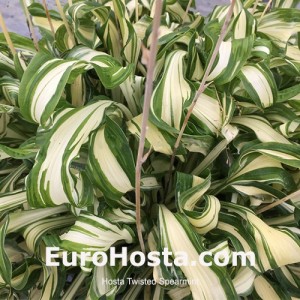 Hosta Twisted Spearmint