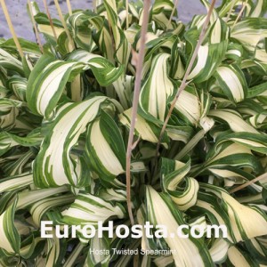 Hosta Twisted Spearmint
