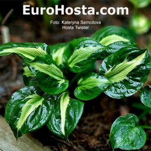 hosta Twister