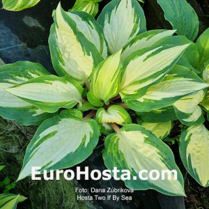 Hosta Two If By Sea