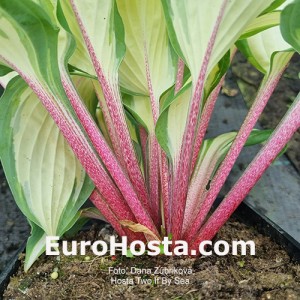 Hosta Two If By Sea