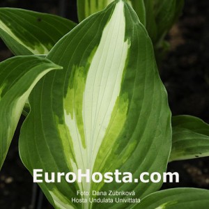 Hosta Undulata Univittata - Eurohosta