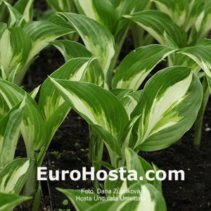 Hosta Undulata Univittata - Eurohosta