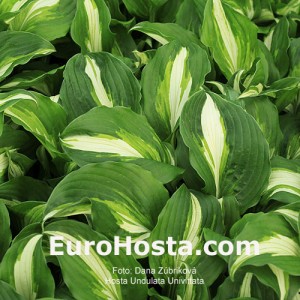 Hosta Undulata Univittata - Eurohosta