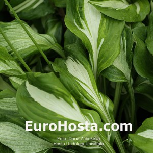 Hosta Undulata Univittata - Eurohosta