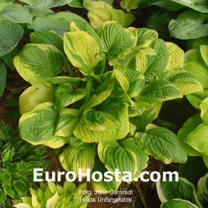 Hosta Unforgettable - Eurohosta