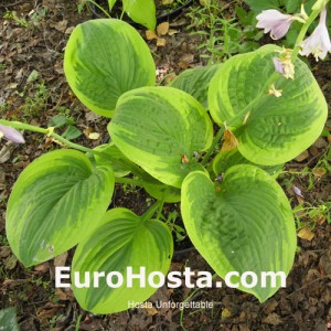 Hosta Unforgettable - Eurohosta