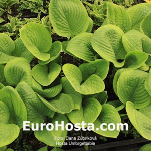 Hosta Unforgettable