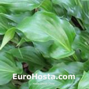 Hosta Unruly Child