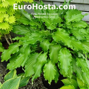 Hosta Unruly Child