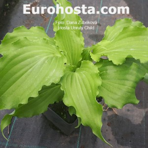 Hosta Unruly Child