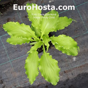 Hosta Unruly Child