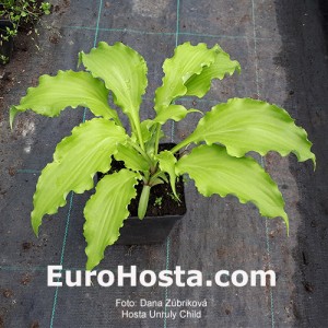 Hosta Unruly Child