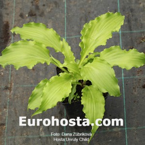 Hosta Unruly Child