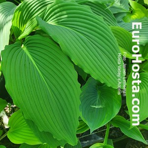 Hosta Valley`s Adonis