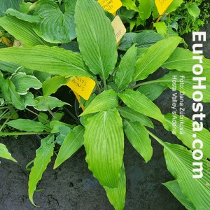 Hosta Valley`s Adonis