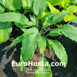 Hosta Valley`s Adonis