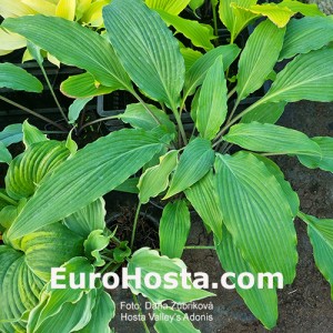 Hosta Valley`s Adonis