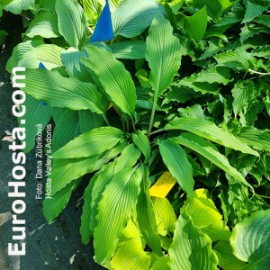 Hosta Valley`s Adonis